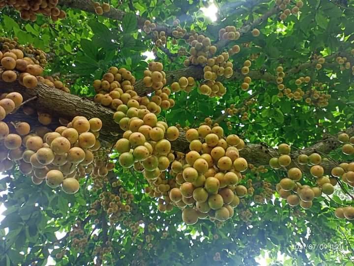 Famous Lotkon Orchards of Narsingdi